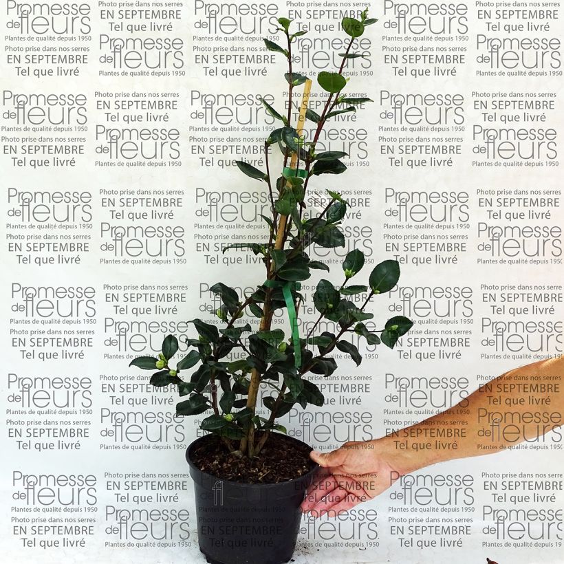 Exemplo de amostra de Camélia d'automne - Camellia sasanqua Sekiyo Vaso de 4 L/5 L tal como entregue