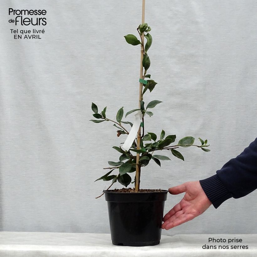 Amostra de Camélia d automne - Camellia sasanqua Showa no Sakae Vaso de 4 L/5 L tal como entregue na primavera