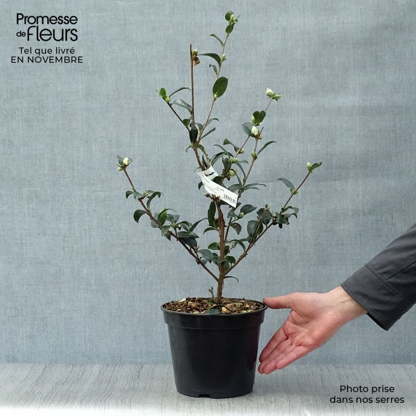 Amostra de Camellia sasanqua Survivor Vaso de 4 L/5 L tal como entregue no outono