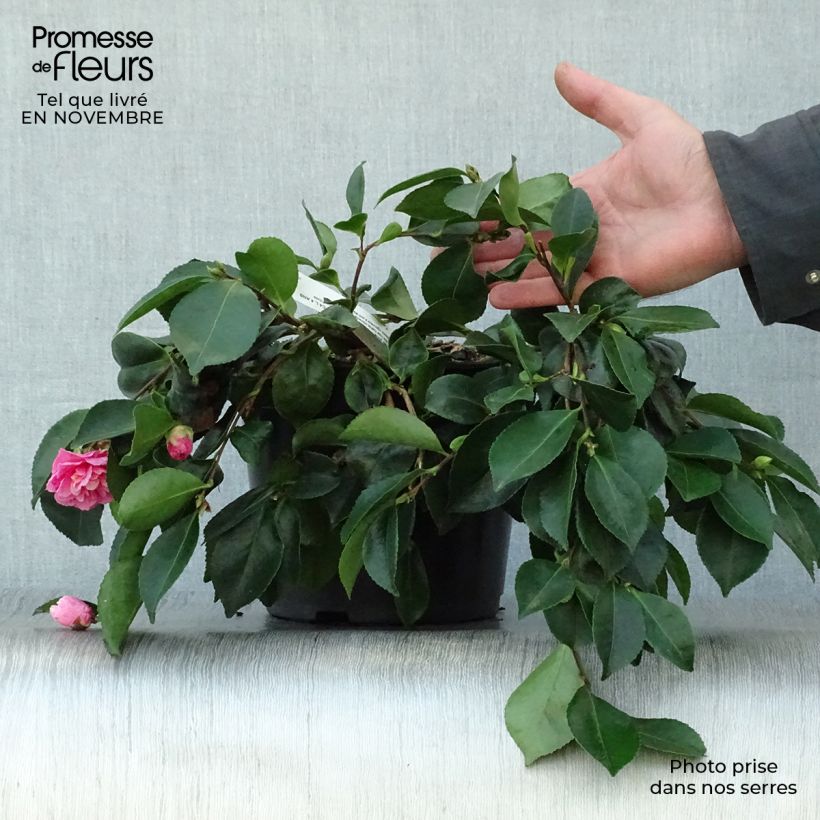 Amostra de Camellia sasanqua Waterfall Pink Vaso de 4 L/5 L tal como entregue no outono