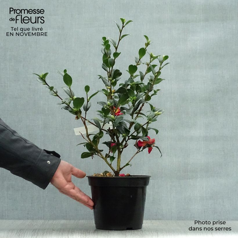Amostra de Camellia Yuletide Vaso de 4 L/5 L tal como entregue no outono