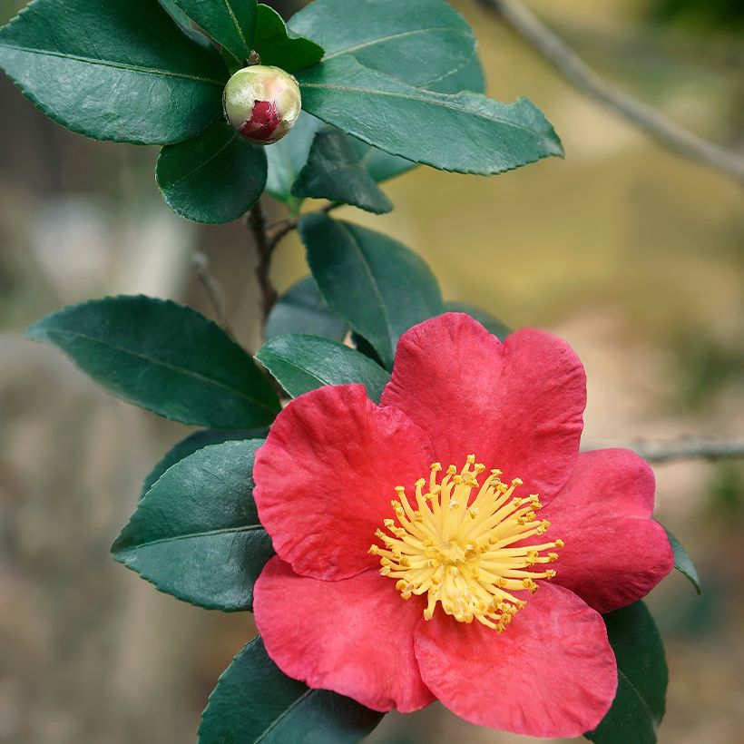 Camellia Yuletide (Folhagem)