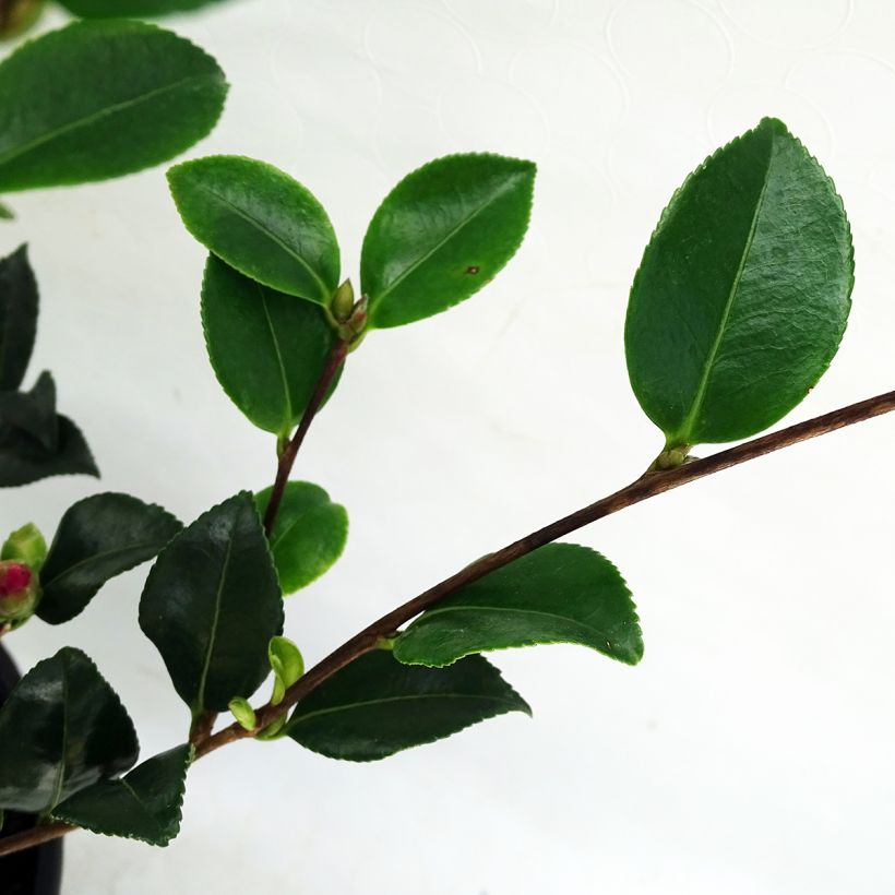 Camellia sasanqua Versicolor (Folhagem)