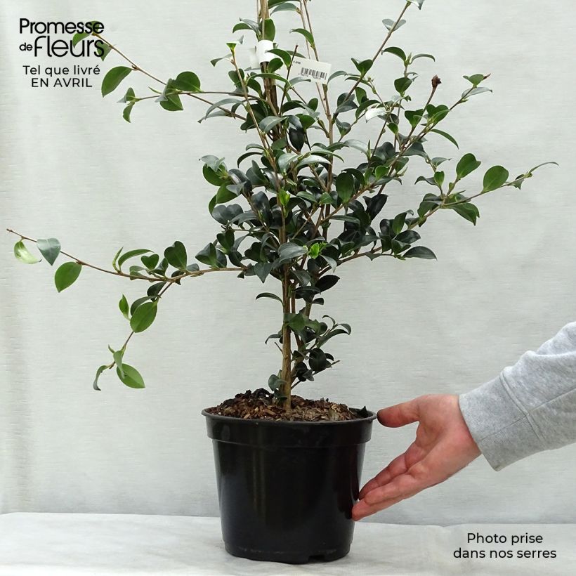 Amostra de Camellia sasanqua Versicolor Vaso de 3 L/4 L tal como entregue na primavera