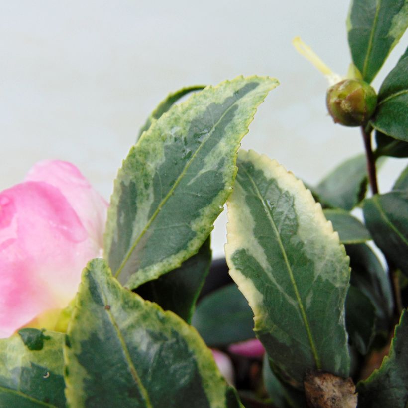 Camellia sasanqua Variegata (Folhagem)