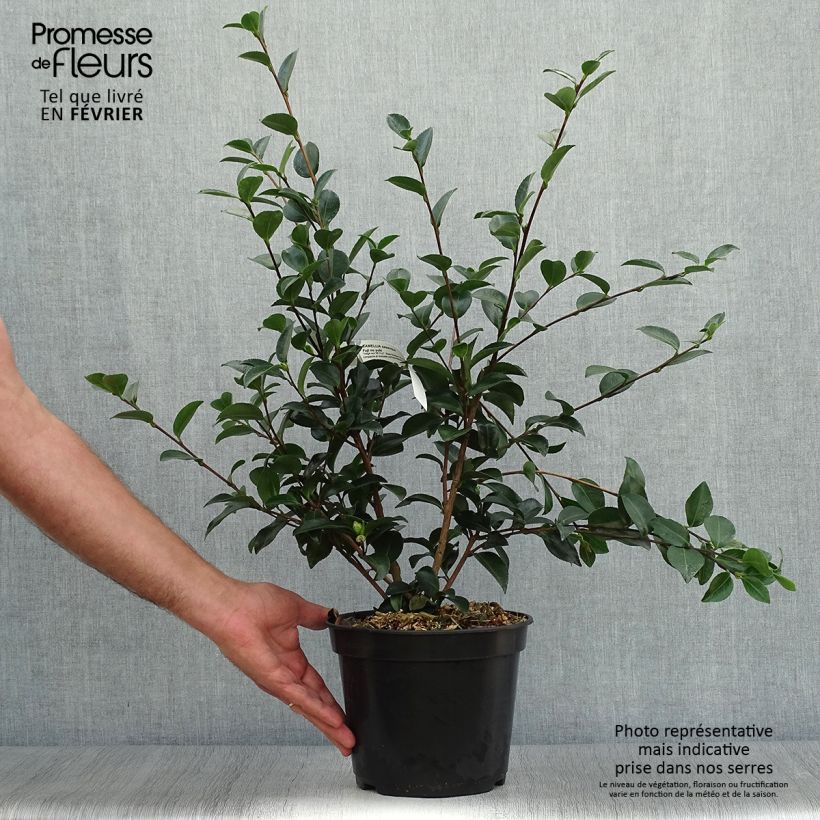 Amostra de Camellia Fuji no Yuki Vaso de 4 L/5 L tal como entregue no outono