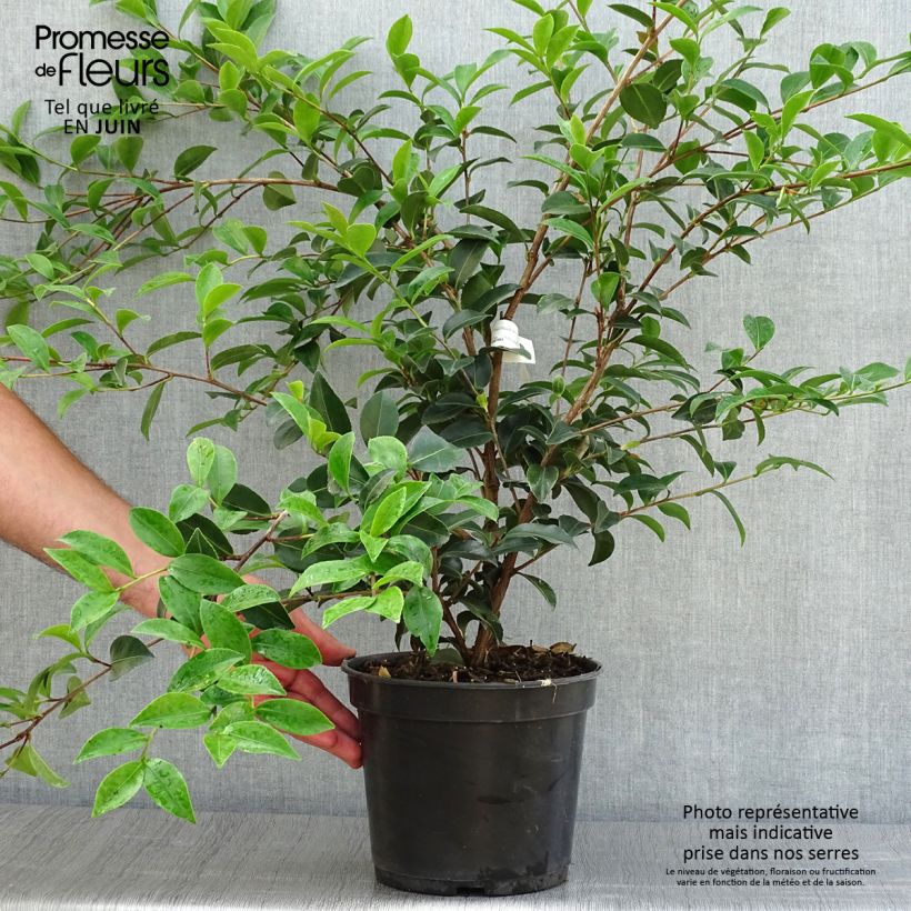 Amostra de Camellia Fuji no Yuki Vaso de 4 L/5 L tal como entregue no verão