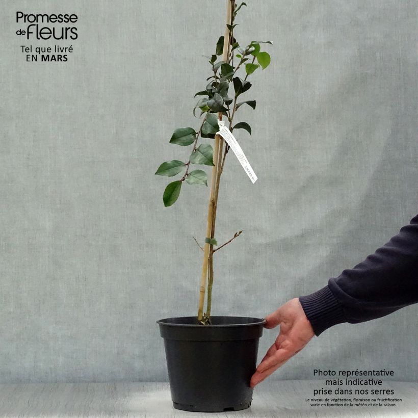 Amostra de Camellia sasanqua Choji Guruma Vaso de 4 L/5 L tal como entregue na primavera