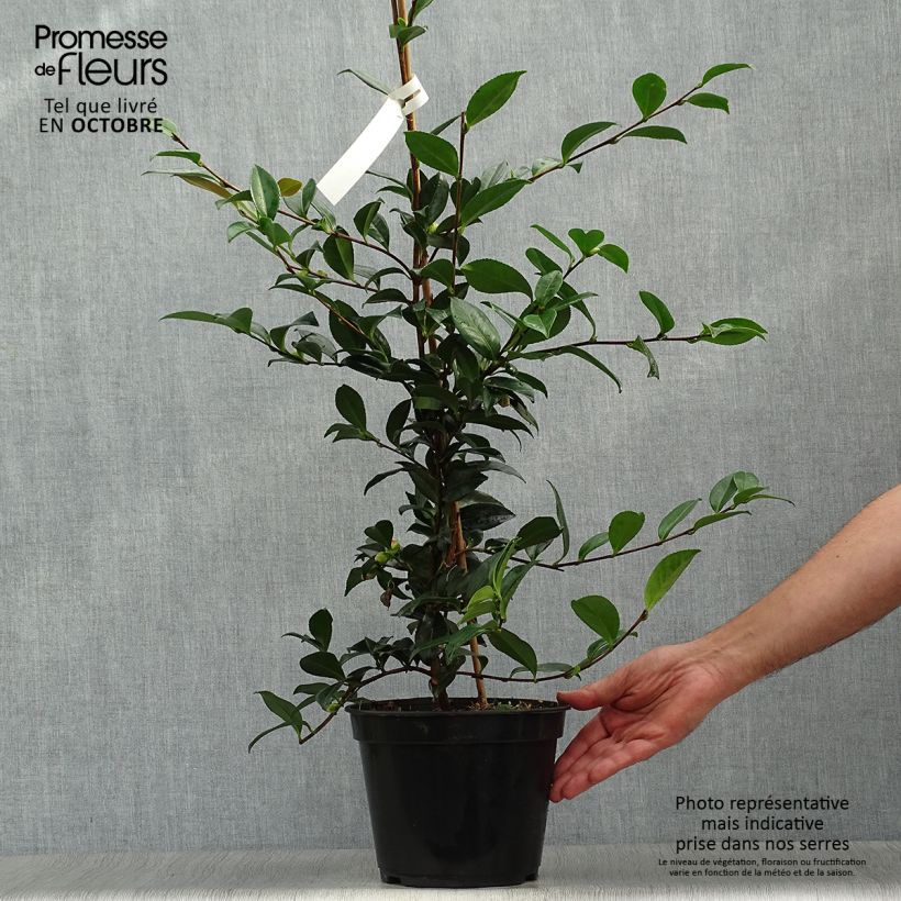 Amostra de Camellia sasanqua Early Pearly Vaso de 4 L/5 L tal como entregue no outono