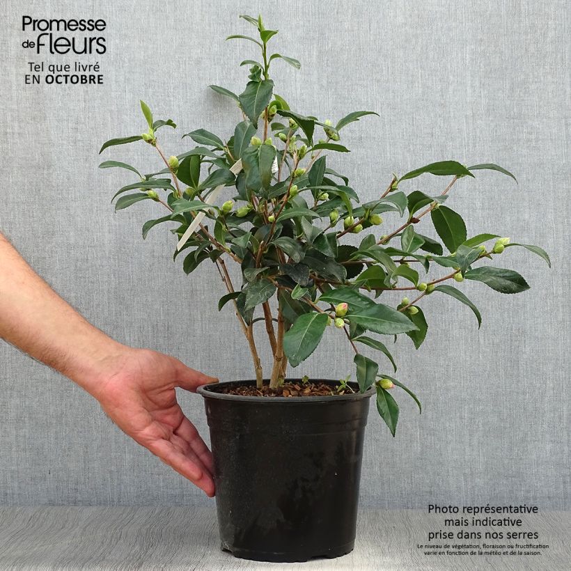 Amostra de Camellia sasanqua Hinode Vaso de 4 L/5 L tal como entregue no outono