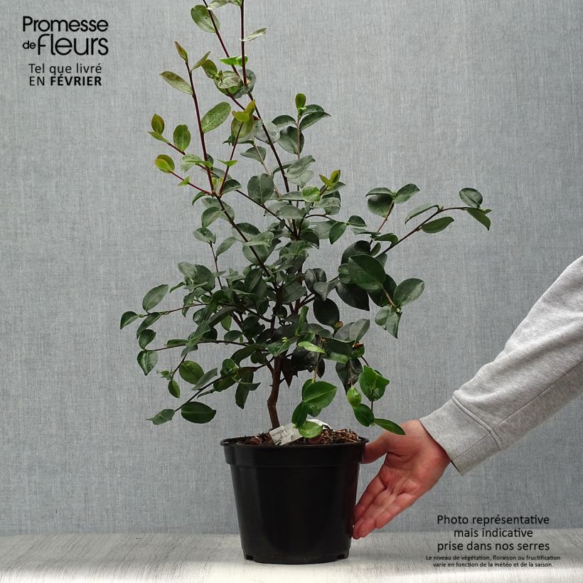 Amostra de Camellia sasanqua Plantation Pink Vaso de 4 L/5 L tal como entregue no outono