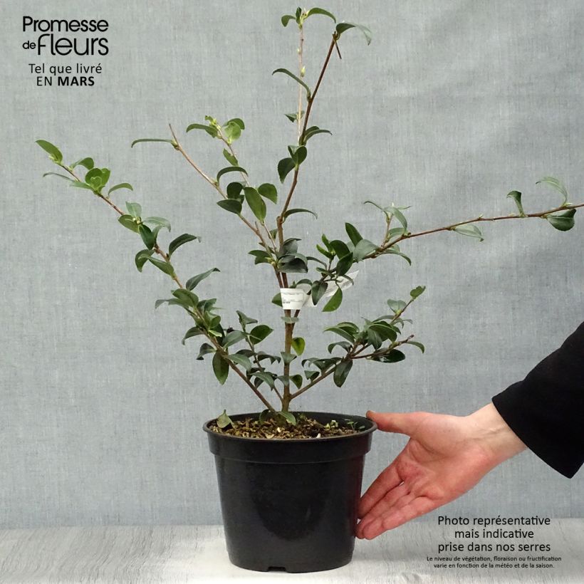 Amostra de Camélia d'automne - Camellia sasanqua Survivor Vaso de 4 L/5 L tal como entregue na primavera