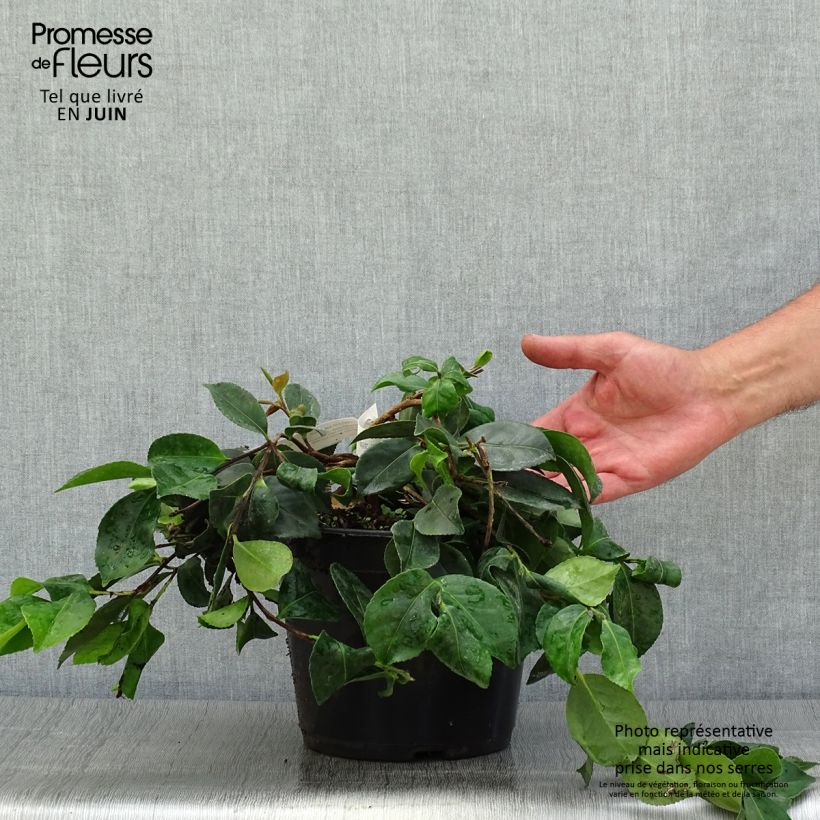 Amostra de Camellia sasanqua Waterfall Pink Vaso de 4 L/5 L tal como entregue no verão