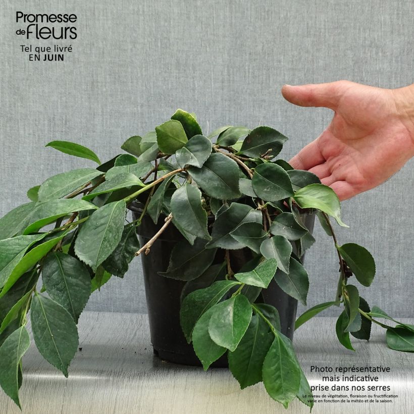 Amostra de Camellia sasanqua Waterfall White Vaso de 4 L/5 L tal como entregue no verão