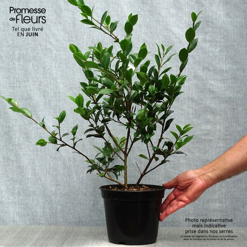Amostra de Camellia Yuletide Vaso de 4 L/5 L tal como entregue no verão