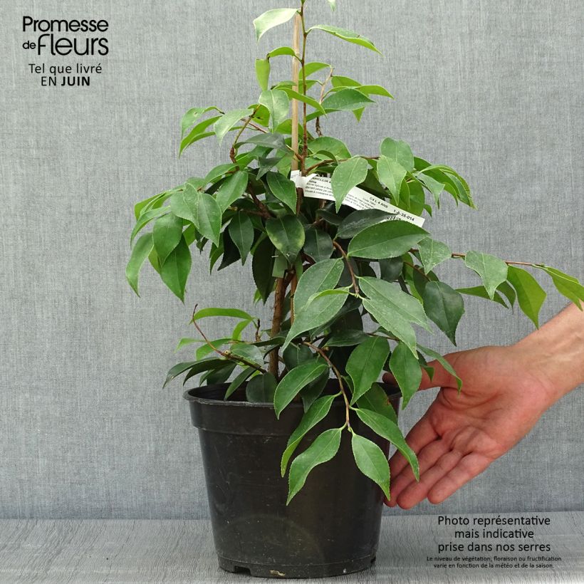 Amostra de Camellia sasanqua Yume Vaso de 4 L/5 L tal como entregue no verão