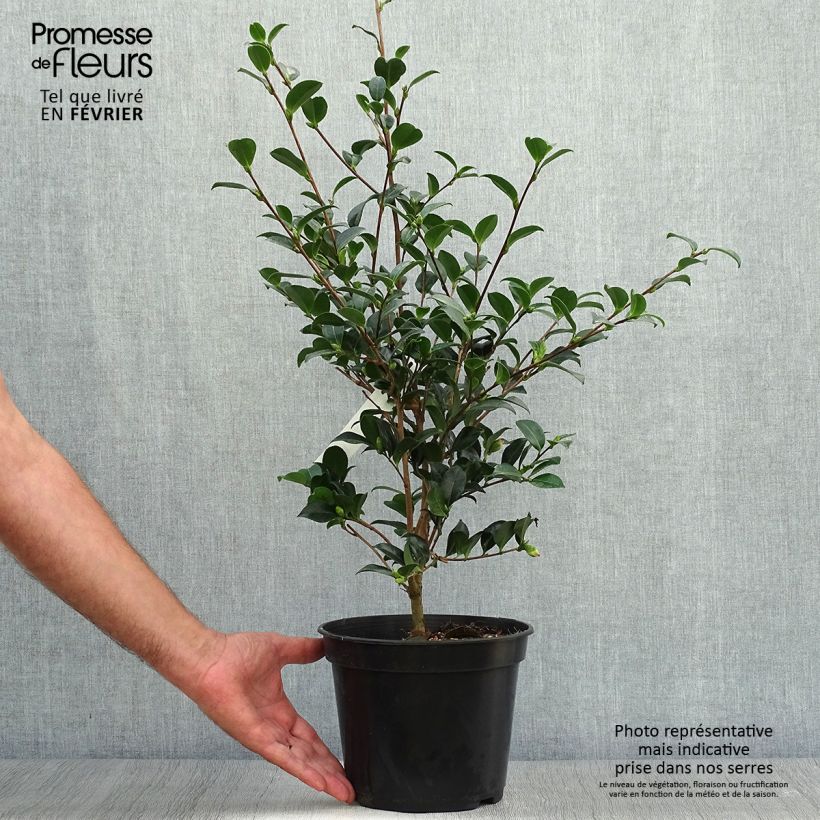 Amostra de Camellia sasanqua Versicolor Vaso de 3 L/4 L tal como entregue no outono
