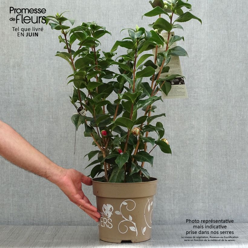 Amostra de Camélia japonica Three Sisters ® (Red, Pink White) Vaso de 6 L/7 L tal como entregue no verão