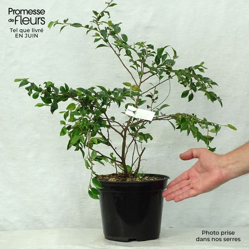 Amostra de Camélia lutchuensis Vaso de 4 L/5 L tal como entregue no verão