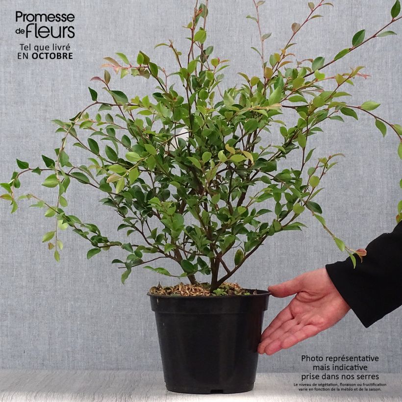 Amostra de Camélia lutchuensis Vaso de 4 L/5 L tal como entregue no outono