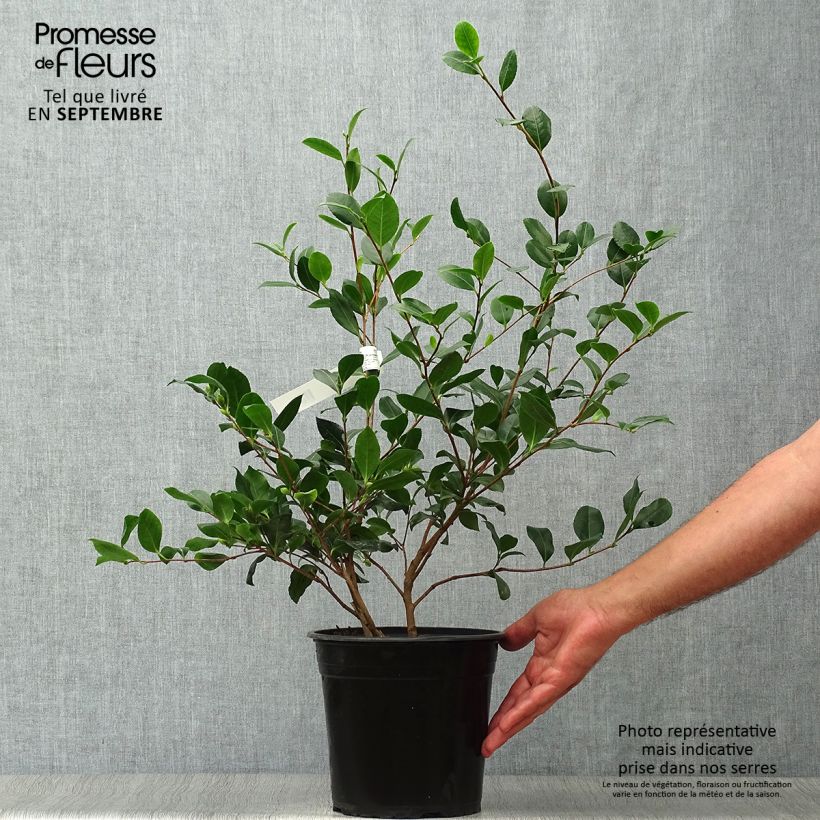Amostra de Camellia sasanqua Cleopatra Vaso de 3 L/4 L tal como entregue no outono