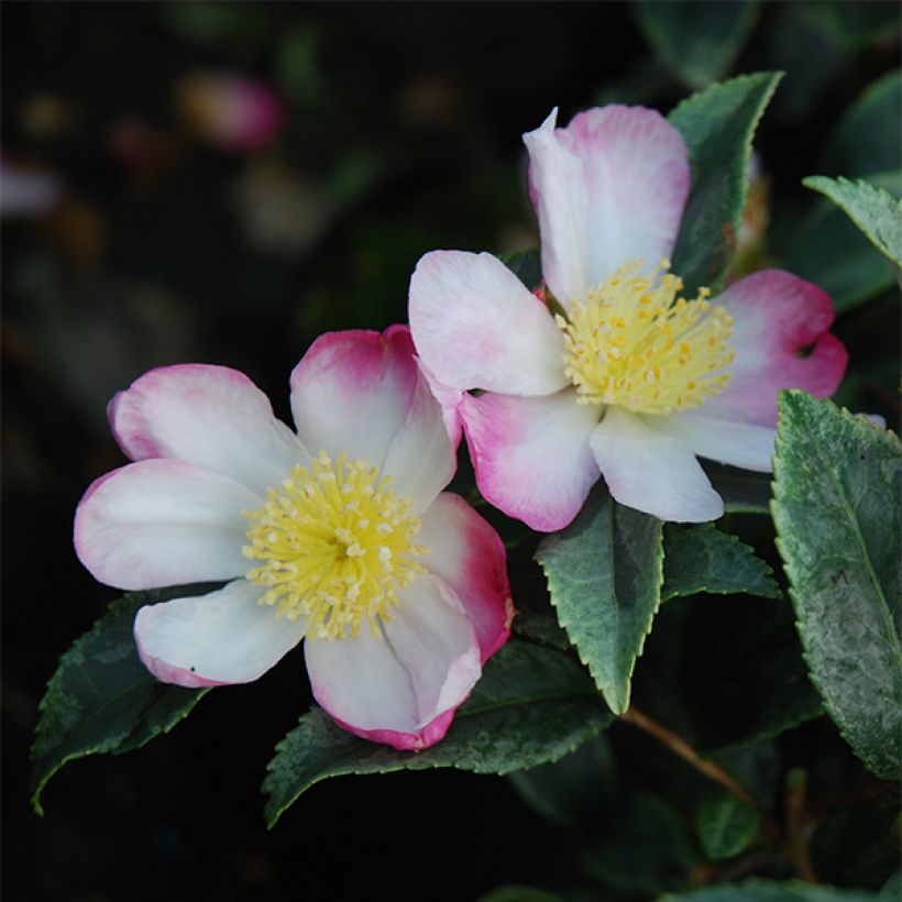 Camellia sasanqua Variegata (Floração)