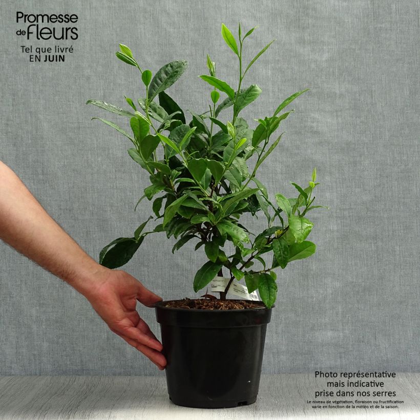 Amostra de Camellia sinensis Vaso de 4 L/5 L tal como entregue no verão