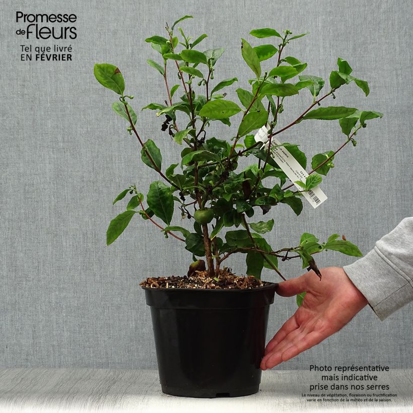Amostra de Camellia sinensis Vaso de 4 L/5 L tal como entregue no outono