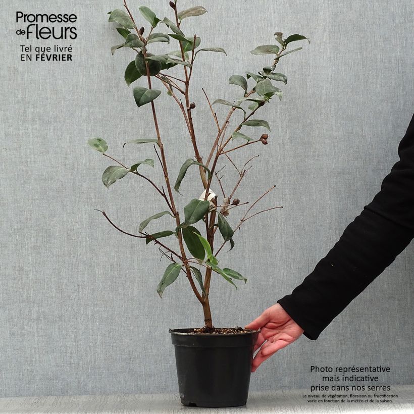 Amostra de Camellia Betty's Beauty - Camélia classique Vaso de 4 L/5 L tal como entregue no inverno