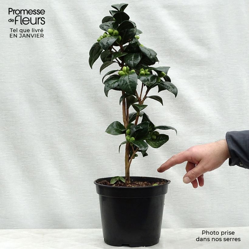 Amostra de Camélia classique - Camellia Dahlonega Vaso de 4 L/5 L tal como entregue no inverno