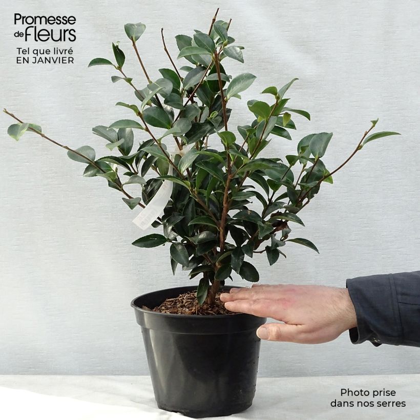 Amostra de Camélia d'automne - Camellia sasanqua Fuji no Yuki Vaso de 4 L/5 L tal como entregue no inverno