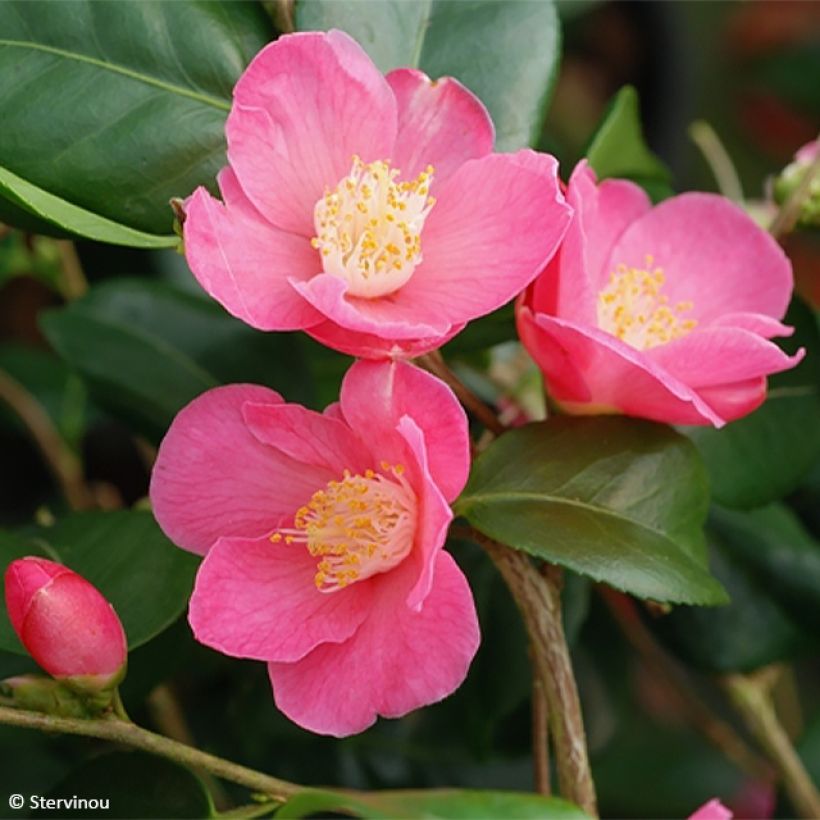Camélia lutchuensis Koto No Kaori (Floração)