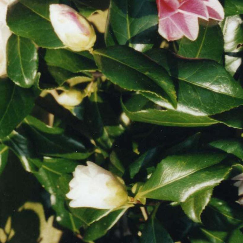 Camélia japonica Lady Vansittart (Folhagem)