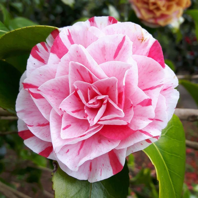 Camélia japonica Lavinia Maggi (Floração)
