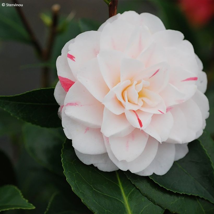 Camélia japonica Stacy Susan (Floração)