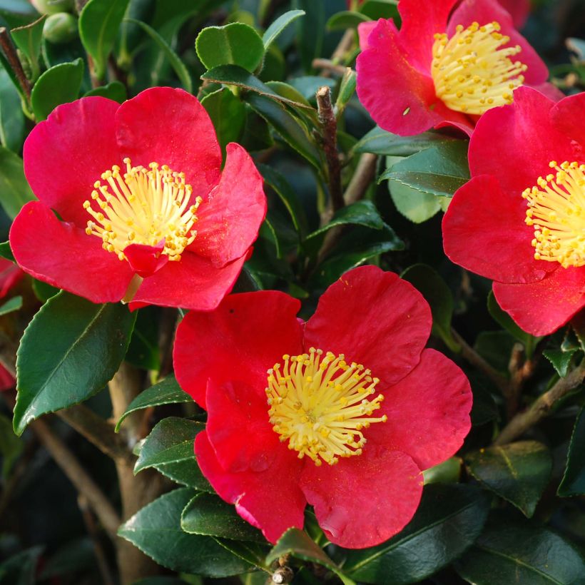 Camellia Yuletide (Floração)