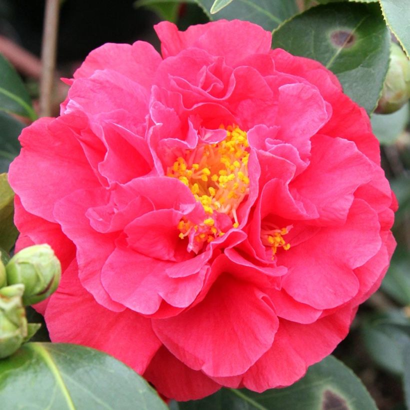 Camélia japonica Blood of China (Floração)