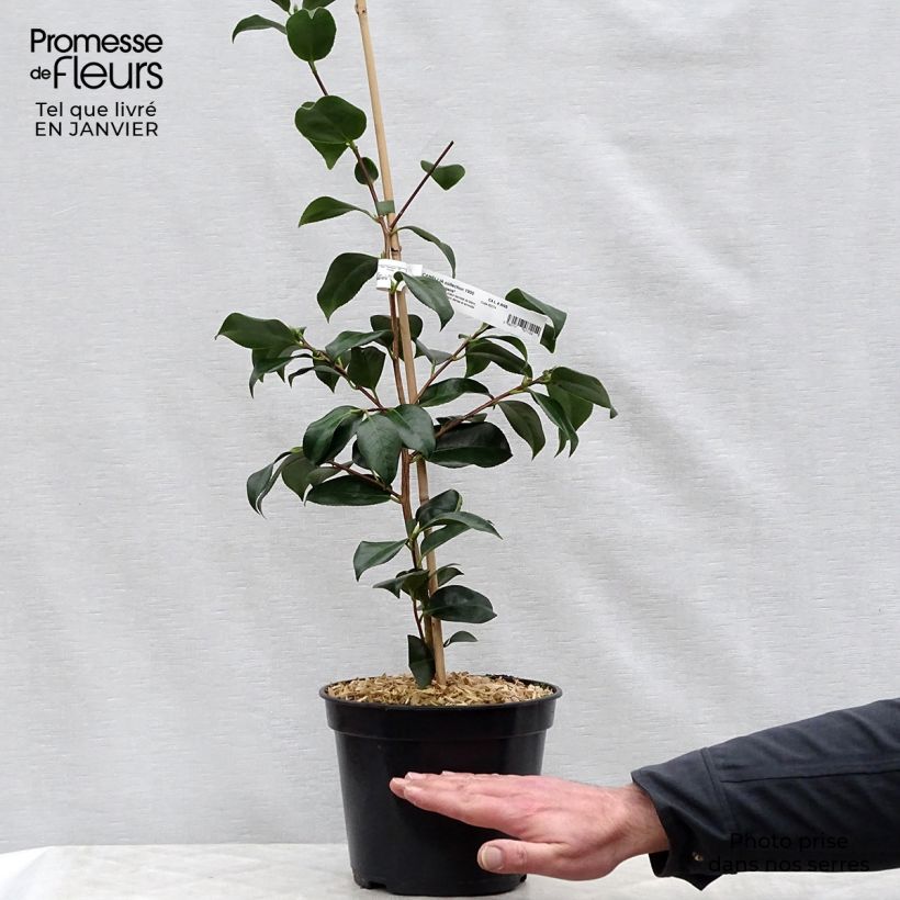 Amostra de Camélia chandleri Elegans - Camellia japonica Vaso de 4 L/5 L tal como entregue no inverno