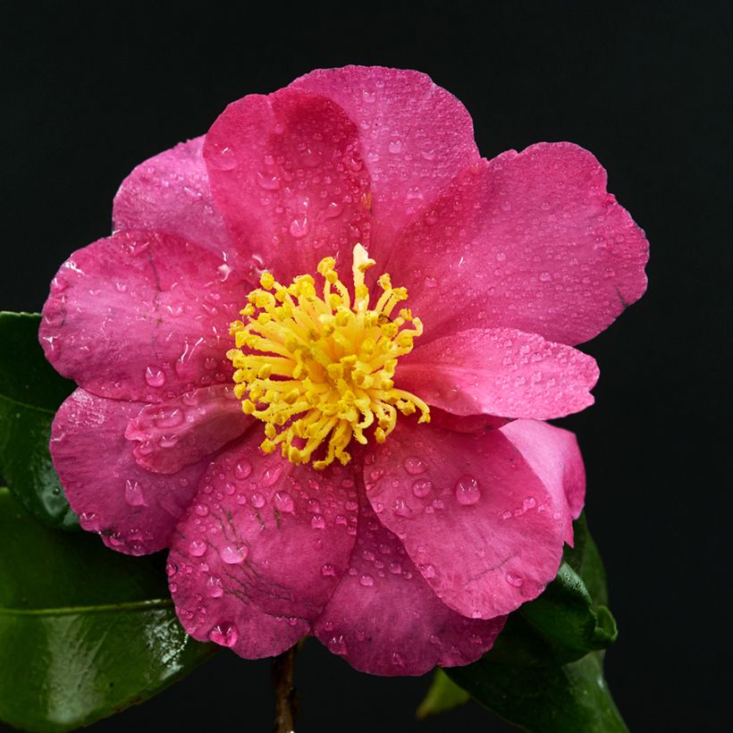 Camellia sasanqua Belinda (Floração)