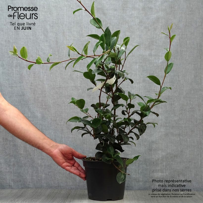 Amostra de Camellia sasanqua Belinda Vaso de 4 L/5 L tal como entregue no verão