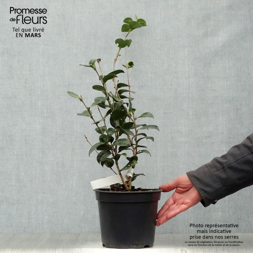 Amostra de Camellia sasanqua Belinda Vaso de 4 L/5 L tal como entregue na primavera