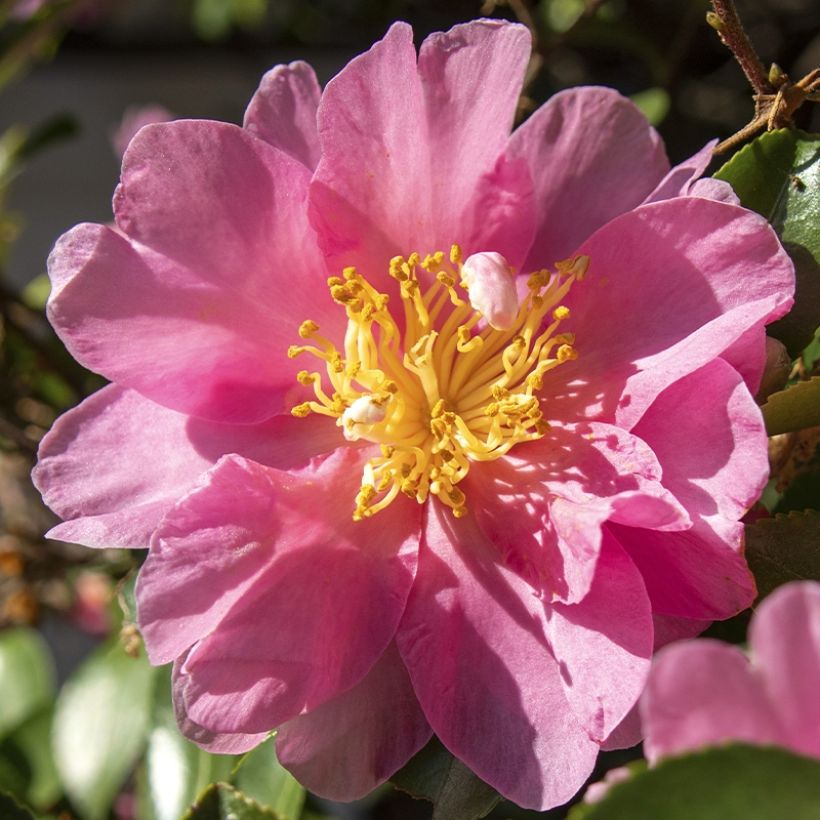 Camellia sasanqua Belinda (Floração)