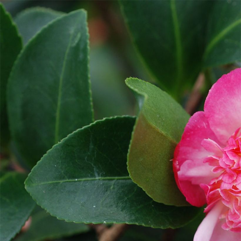 Camellia sasanqua Choji Guruma (Folhagem)