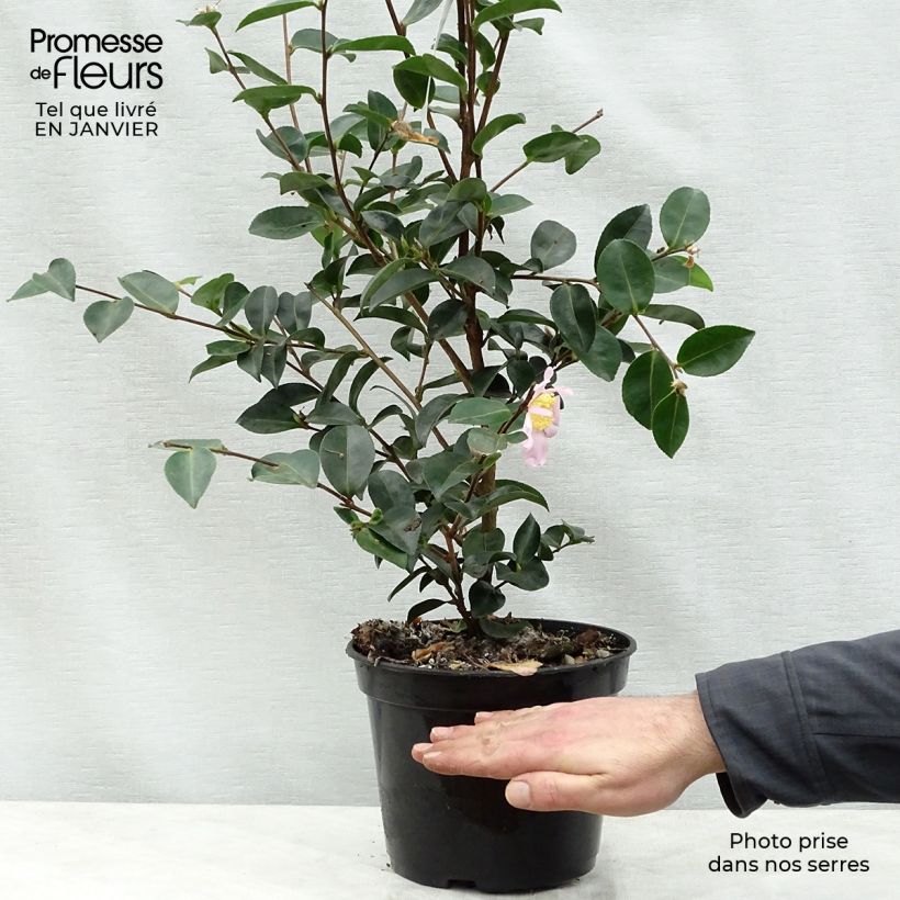 Amostra de Camélia d'automne - Camellia sasanqua Plantation Pink Vaso de 4 L/5 L tal como entregue no inverno