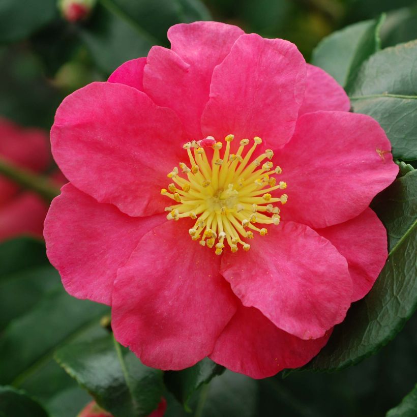 Camellia sasanqua Sekiyo (Floração)