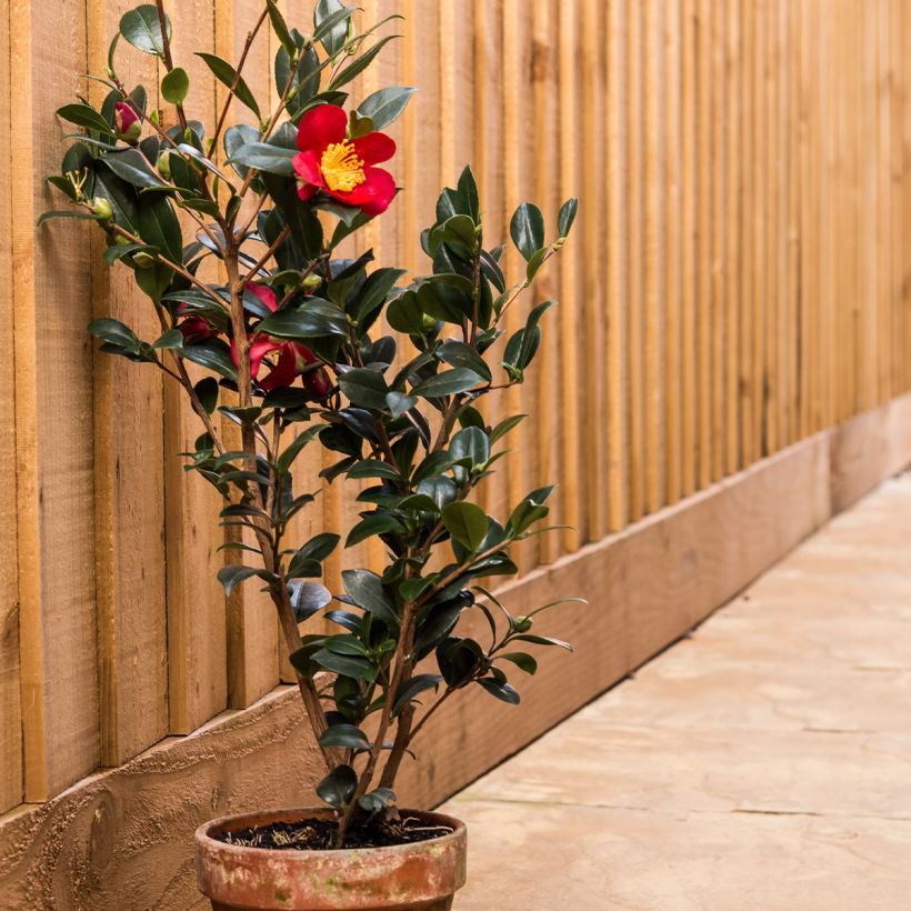 Camellia Yuletide (Hábito)