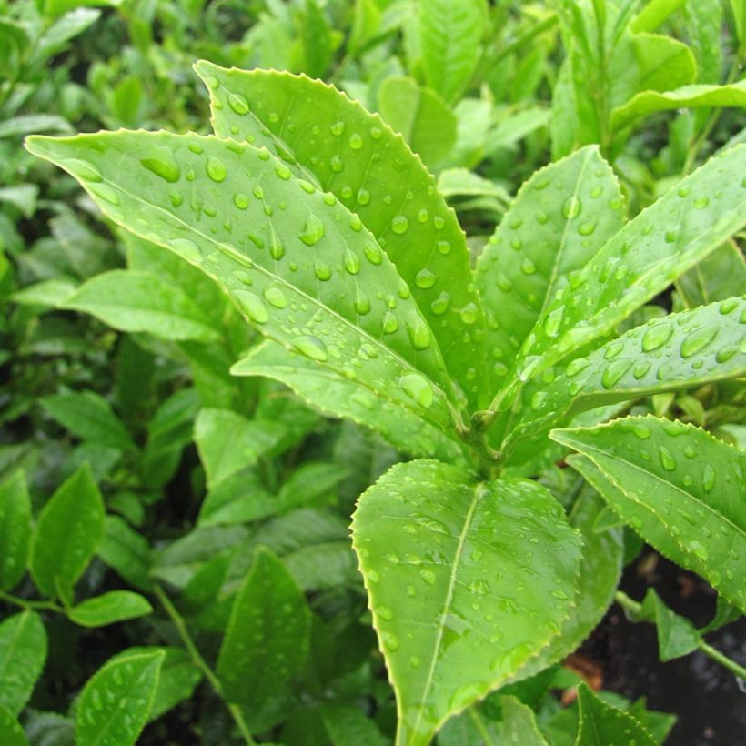 Camellia sinensis (Folhagem)