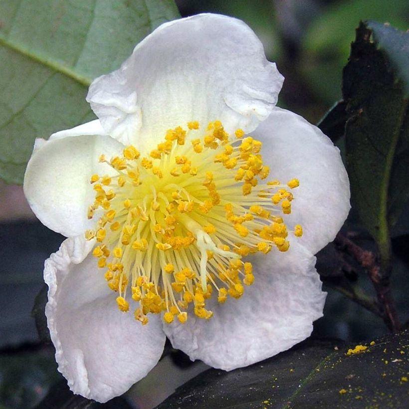 Camellia sinensis (Floração)