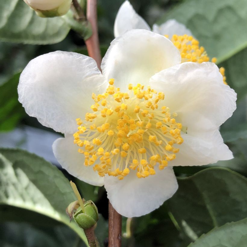 Camellia sinensis Théojardin (Floração)