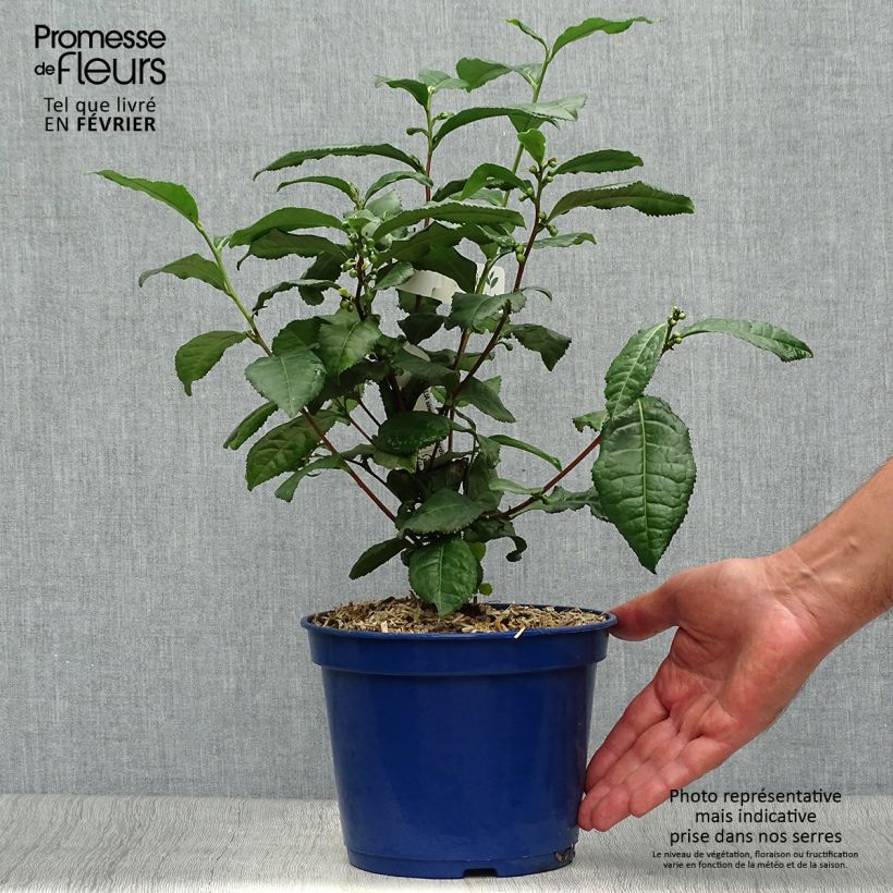 Amostra de Camellia sinensis Théojardin Vaso de 2 L/3 L tal como entregue no outono